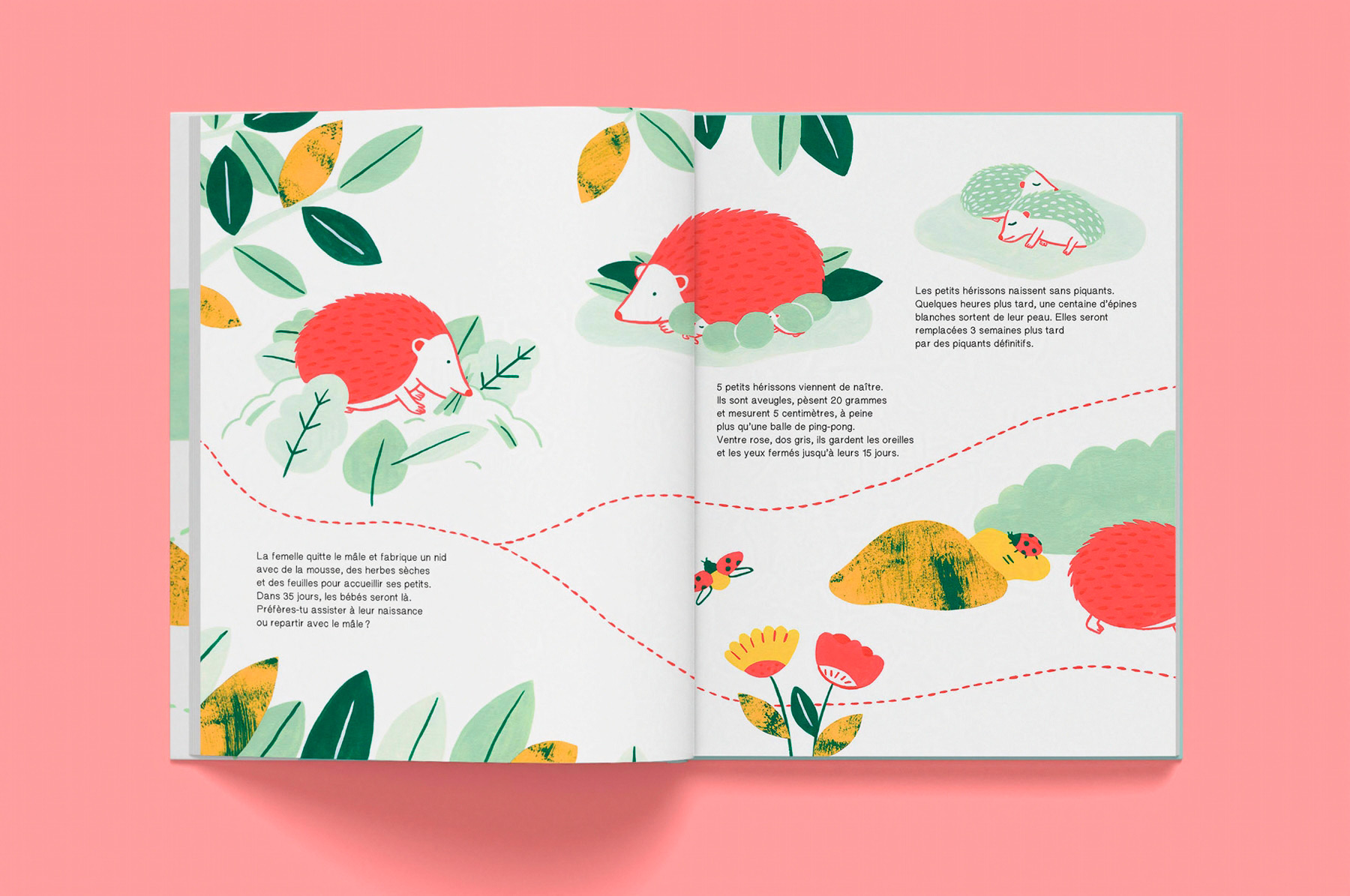 pages intérieures de l'album jeunesse documentaire Le hérisson paru chez les éditions La Cabane bleue